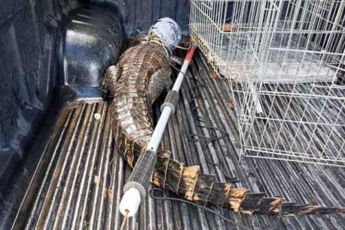 Jacaré de dois metros aparece em shopping de Salvador; veja vídeo - Reprodução/Guarda Municipal