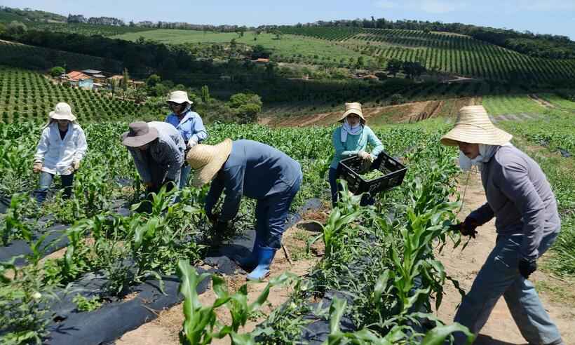  Agricultores familiares mineiros já recebem o garantia safra - Estado de Minas 