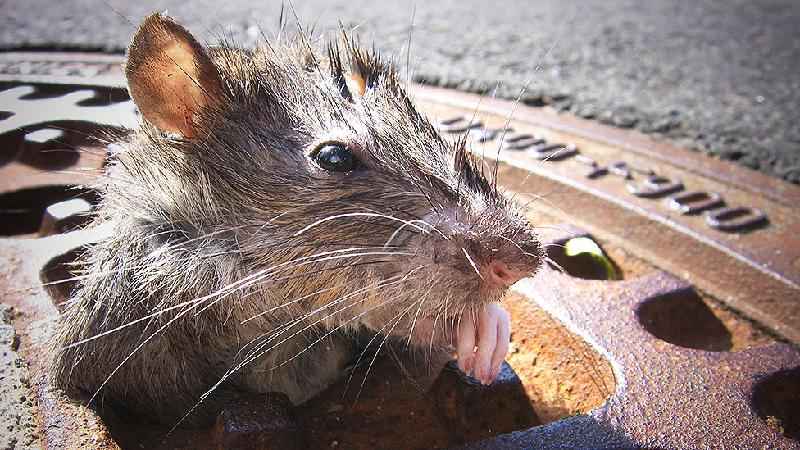 'Comendo com ratos': por que Nova York está sofrendo com invasão de roedores - Getty Images