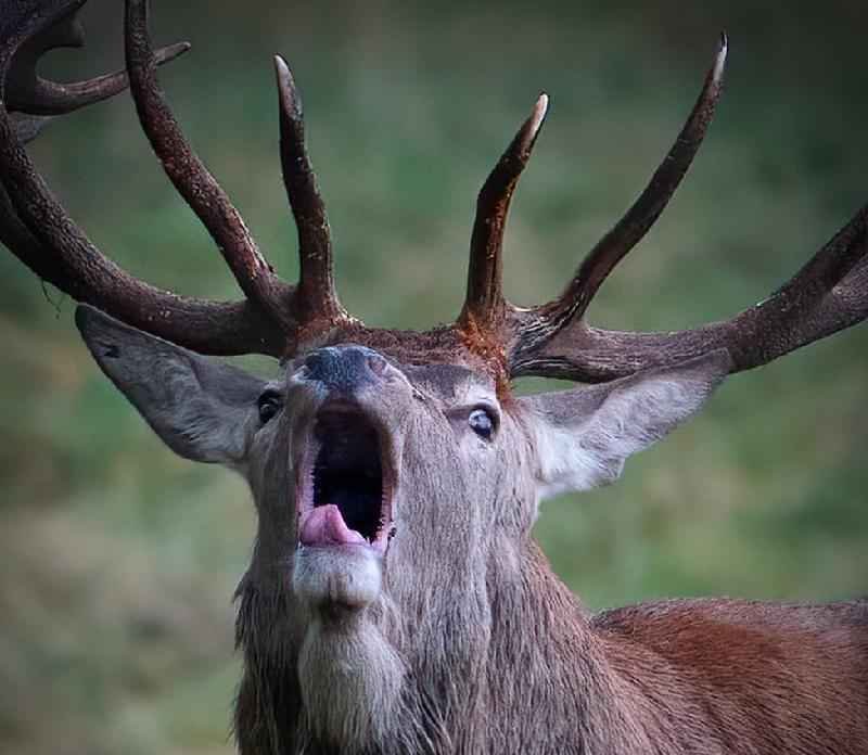 As impressionantes imagens de natureza captadas por fotógrafo amador durante horário de almoço - Dave Newman