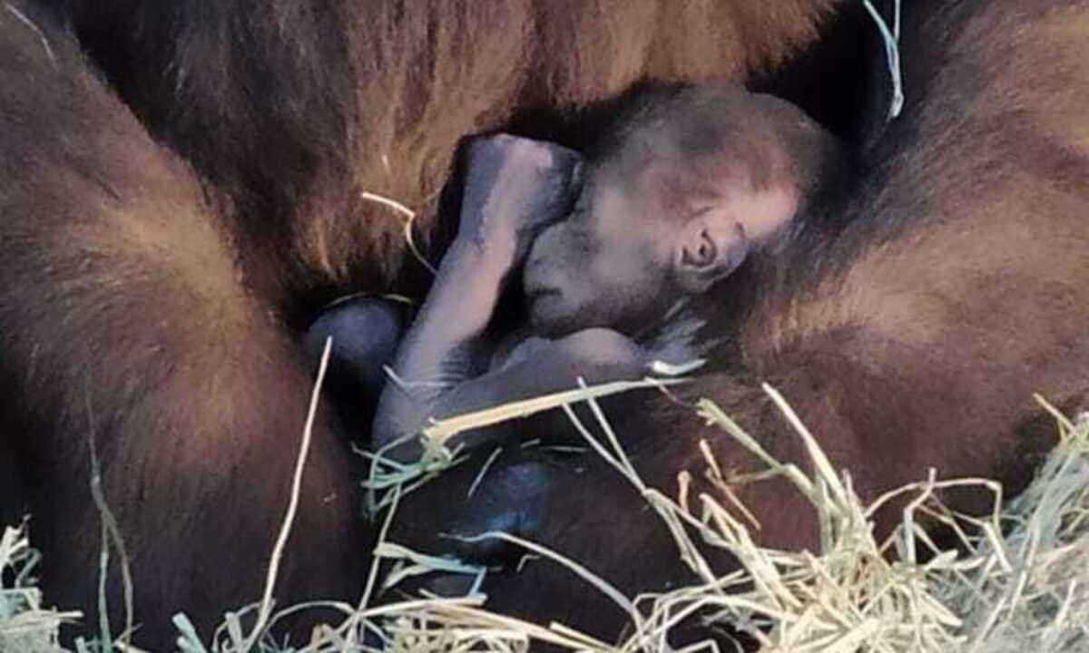 Filhote de gorila morre no Zoológico de BH ao cair de altura de três metros - Divulgação/Fundação de Parques Municipais e Zoobotânica