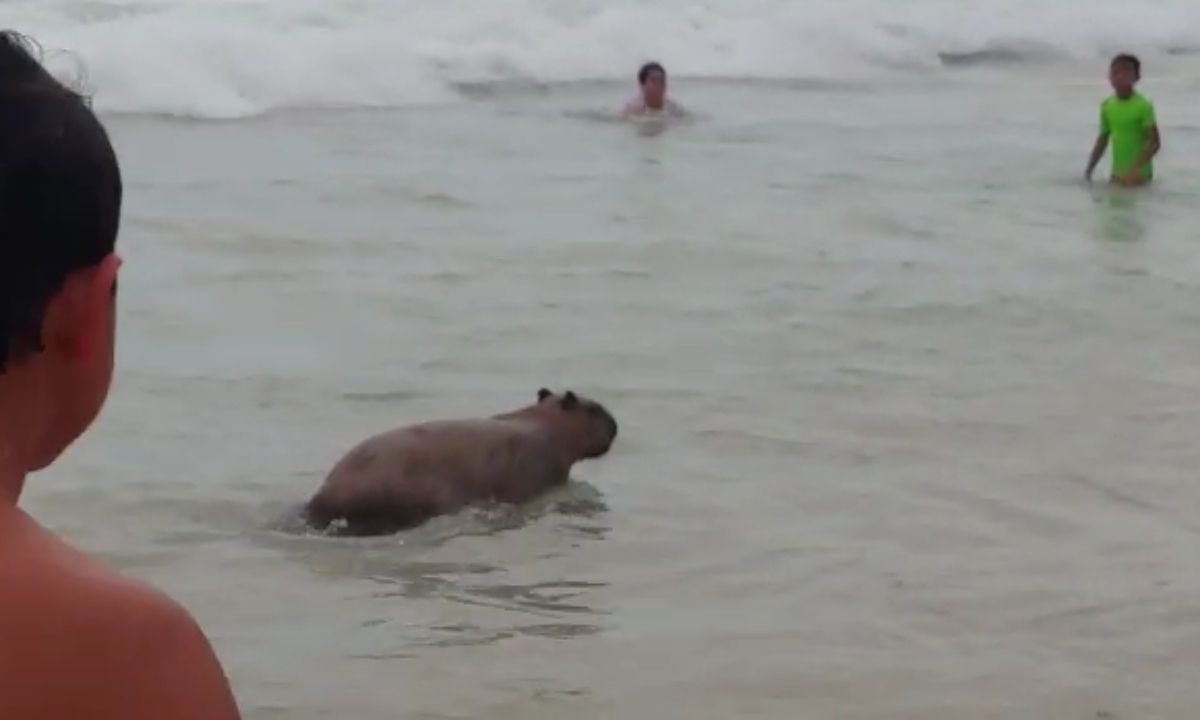 Calor! Capivara é flagrada se refrescando na praia do Leblon; veja vídeo - Laura Lima/Reprodução 