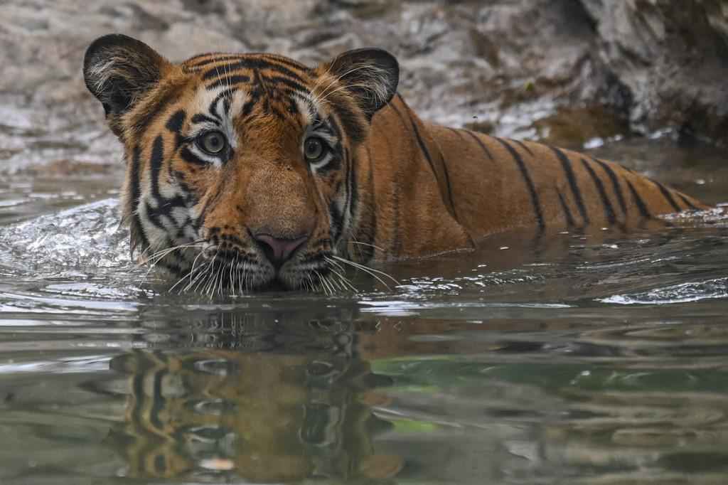 Índia registra recorde de 126 tigres mortos em 2021 - Punit PARANJPE / AFP