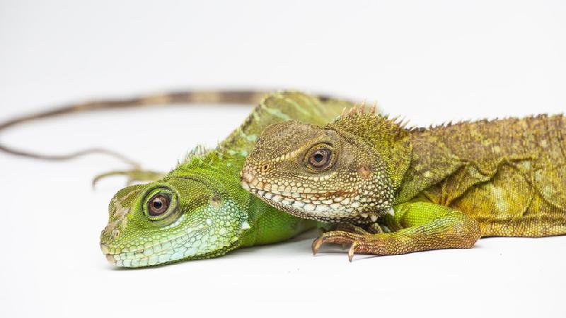 Como as fêmeas de algumas espécies conseguem engravidar sem um macho - Smithsonian%u2019s National Zoo