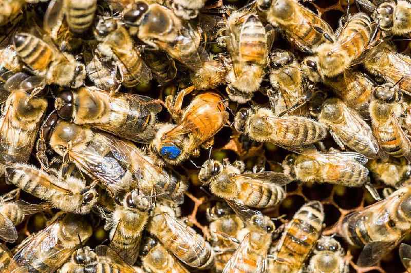 Por que o mel é um superalimento para as abelhas - Getty Images