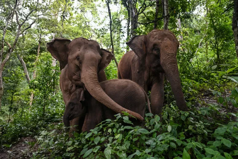 Elefantes selvagens destroem parque de safári em Bangladesh - AFP