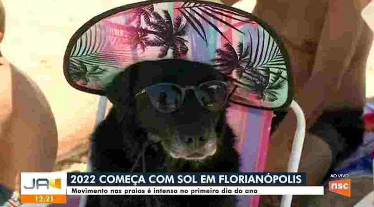 Cachorra de óculos de sol e chapéu na praia viraliza na internet; veja meme - Reprodução / NSC TV / Redes Sociais
