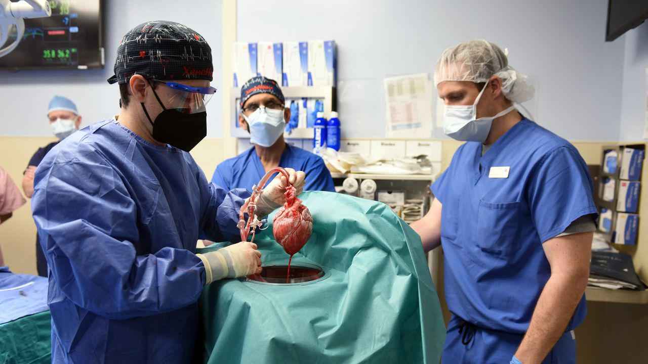 Em procedimento inédito, homem recebe transplante de coração de porco  - Maryland Medical School/AFP