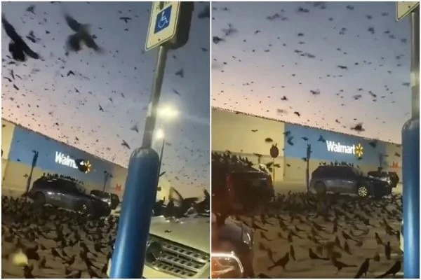 Pássaros tomam conta de supermercado nos EUA; veja - Redes Sociais/Reprodução