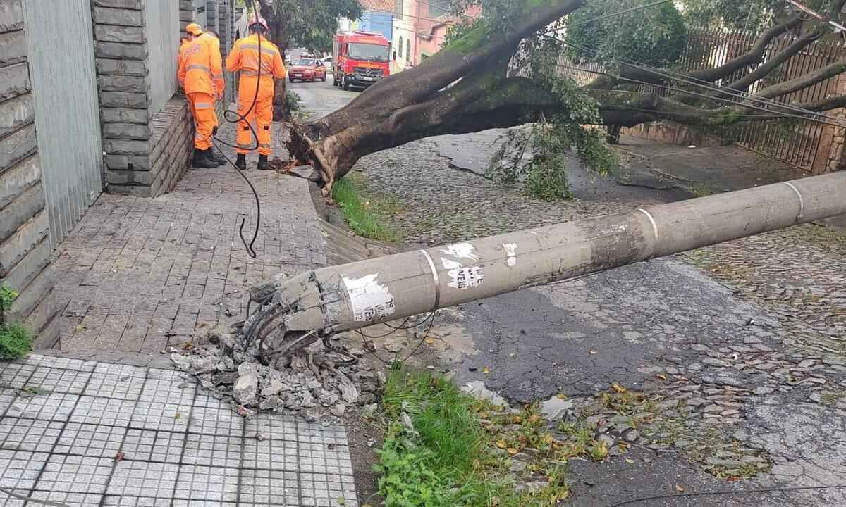 Árvore cai, derruba poste e bloqueia rua no Bairro Prado, em BH - Corpo de Bombeiros/divulgação