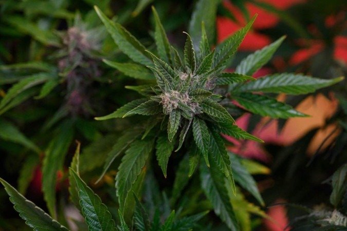 Cannabis pode impedir que humanos tenham COVID, diz estudo -  PABLO PORCIUNCULA/AFP