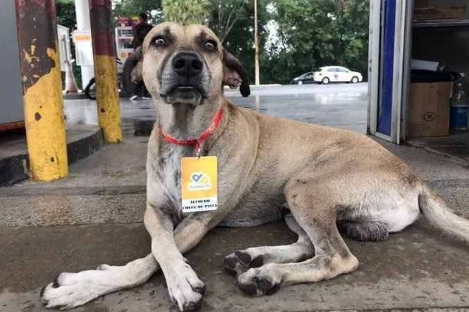 Chefe de pista: cachorro ganha crachá personalizado em posto de gasolina - Reprodução