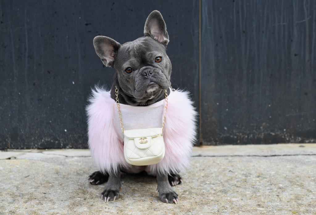 Buldogue francês, o cachorro dos famosos que virou alvo de ladrões - Angela Weiss/AFP