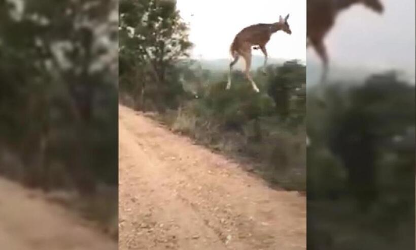 Cervo viraliza nas redes ao aparecer 'voando' em vídeo após salto na Índia  - Reprodução/Wildlense Eco Foundation