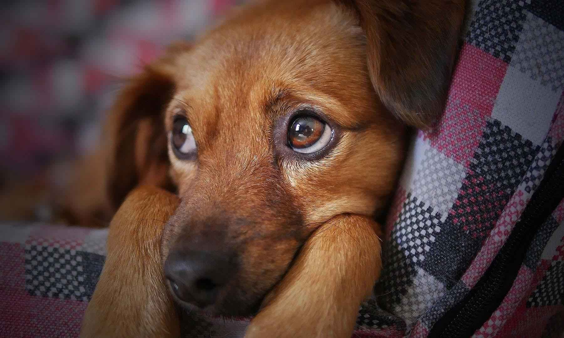 Mulheres são indiciadas por abandono de cães no Buritis, em BH - Pixabay/Divulgação