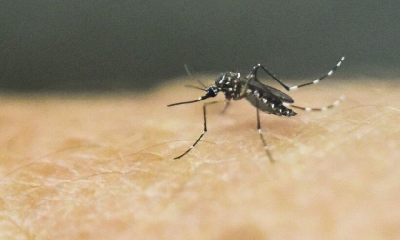 Dengue: presença do vírus faz mosquito picar mais as vítimas, diz estudo - LUIS ROBAYO/AFP
