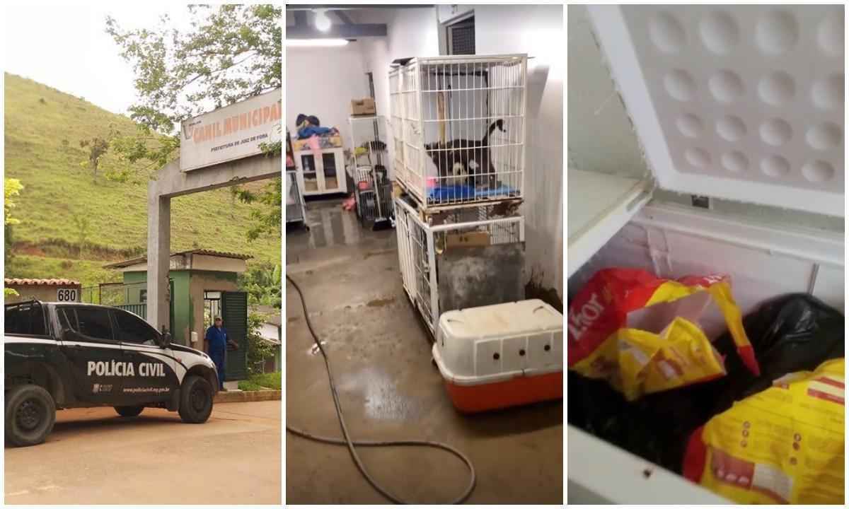 Animais são encontrados mortos em freezer de canil com superlotação em JF - Polícia Civil e redes sociais/vereadora Kátia Franco e Felipe Bejani