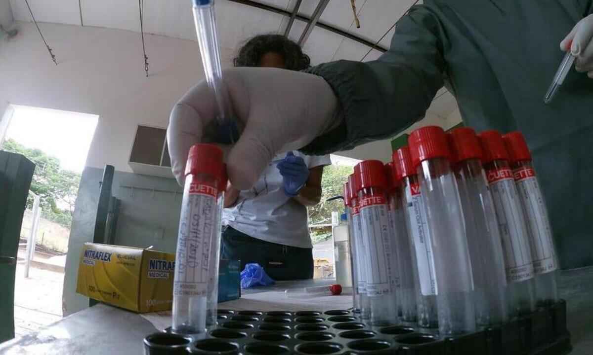 COVID: soro da Funed falha em teste com hamsters; estudo pode ser encerrado - Héricles Ferreira Lima Gonçalves/Funed