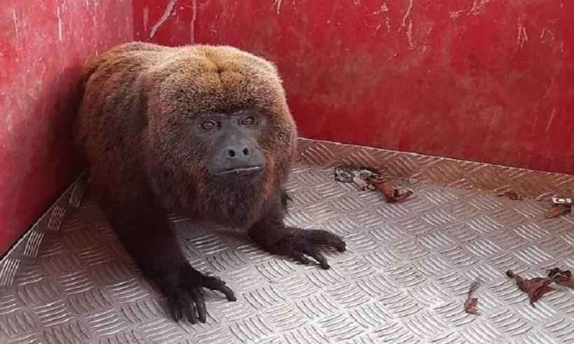 Bombeiros resgatam macaco, lobo-guará e capivara no interior de Minas - CBMMG