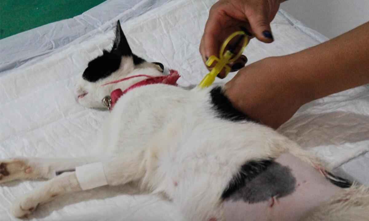 Araxá pretende castrar mais de 4 mil animais em 2022 - Divulgação/ Prefeitura de Araxá