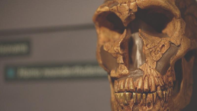 Os fósseis que desafiam as teorias sobre como neandertais desapareceram - BBC