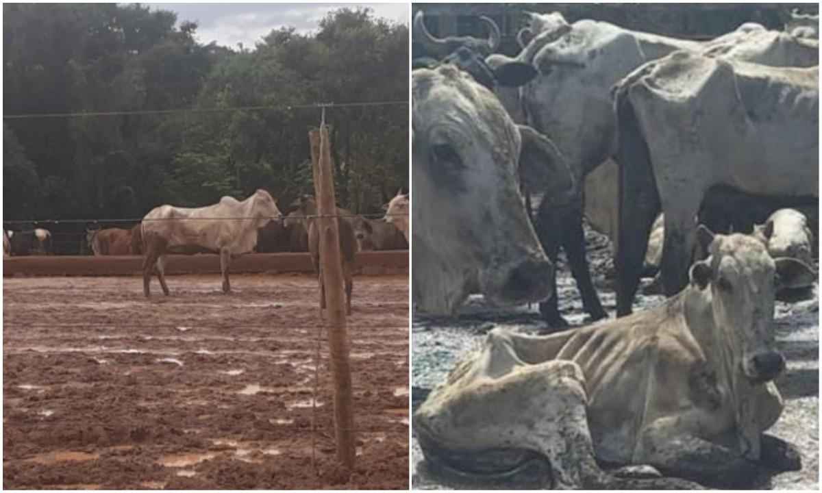 Lama e até risco de morrer: mais de mil bovinos em situação precária - Reprodução/Redes sociais
