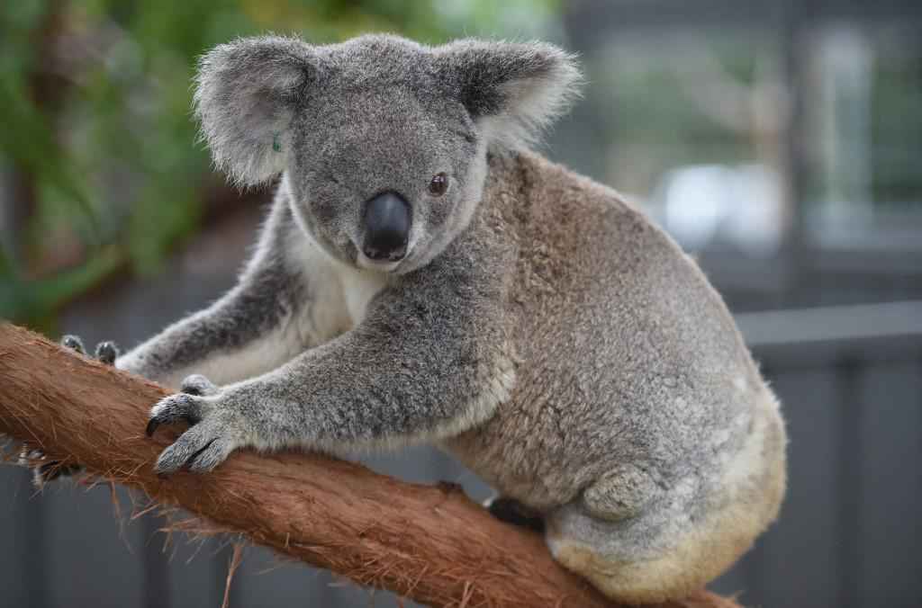 Coalas são declarados espécie 'ameaçada' na costa leste da Austrália - Peter PARKS / AFP