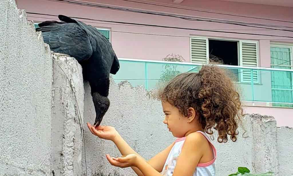 Conheça 'Júnior', o urubu que virou mascote em Carmo do Rio Claro - Redes sociais