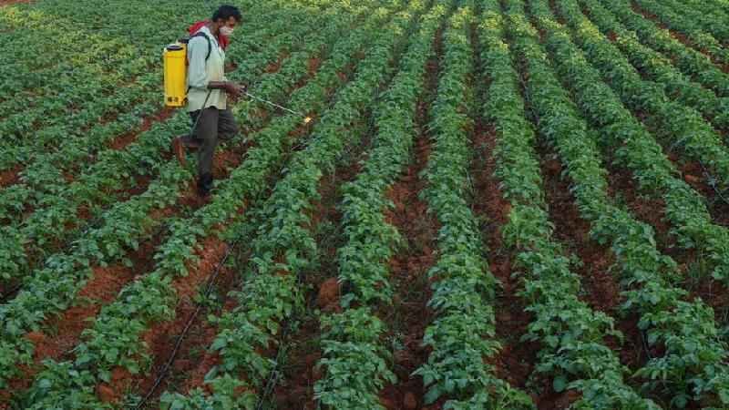 O que mudaria na prática com o 'PL dos agrotóxicos' - MANJUNATH KIRAN/Getty Images