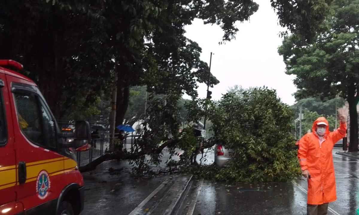 Galho de árvore cai sobre carro na área hospitalar de BH - BHTrans/Divulgação
