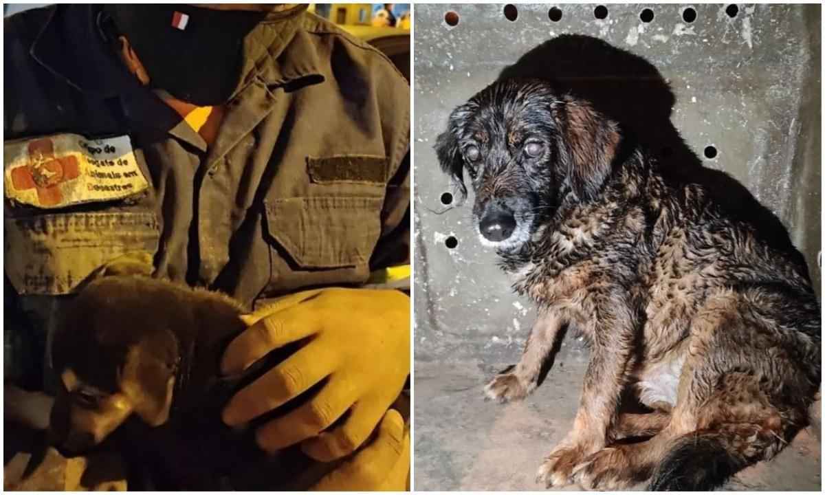 Veterinário mineiro resgata animais vítimas das chuvas em Petrópolis - Reprodução/grad_brasil/Instagram
