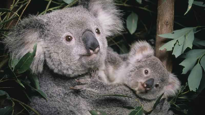 Coalas estão ameaçados de extinção, diz Austrália - Getty Images