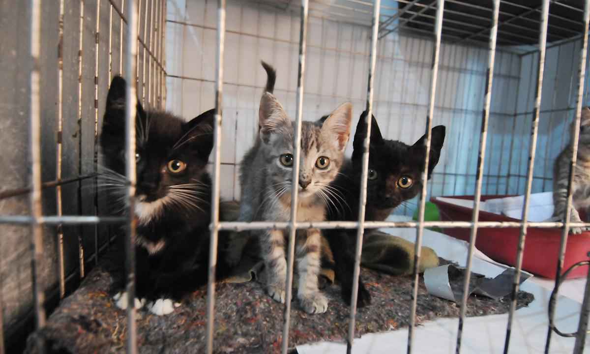 Gatos são vítimas de 'epidemia' de abandono em Belo Horizonte - Alexandre Guzanshe/EM/D.A Press
