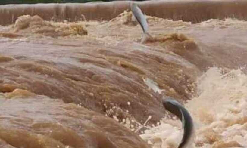 Peixes 'saltam' corredeira do Velho Chico para a reprodução; veja  - redes sociais/divulgação