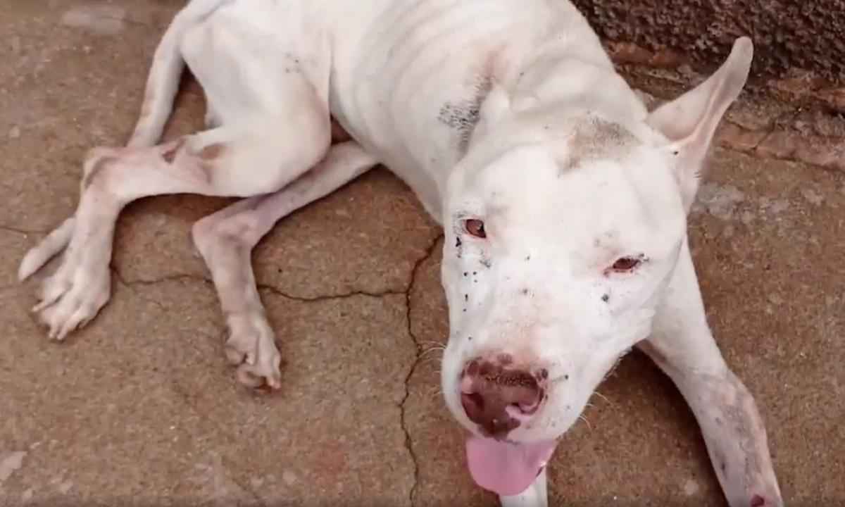 Homem é preso após cachorro pitbull ser encontrado desnutrido e ferido - Facebook/Divulgação