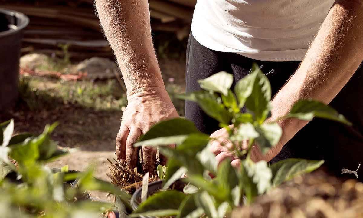 Quer ter uma pequena horta dentro de casa? Confira 4 passos pra não errar -  Pixabay