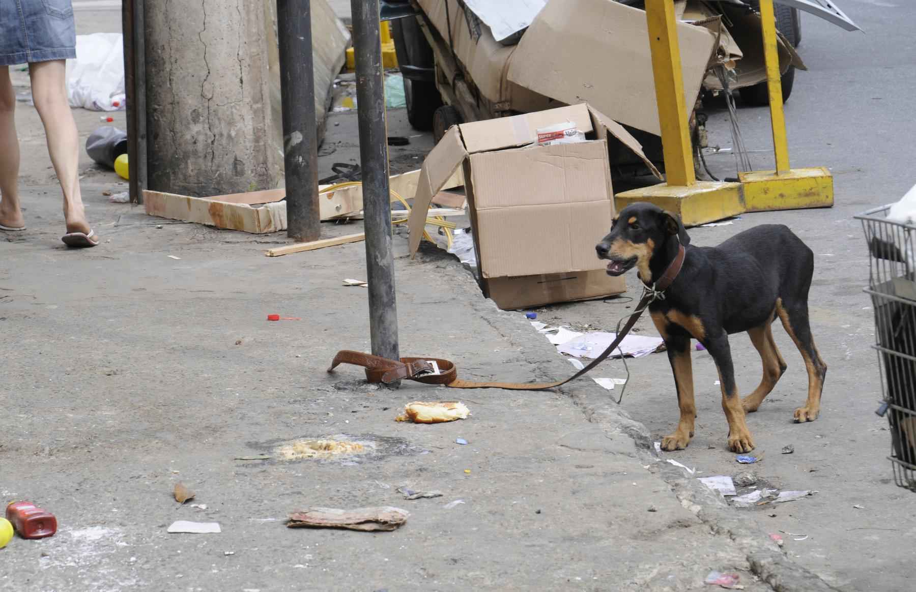 Nova lei aumenta multa para quem maltratar animais em BH - Jair Amaral/EM/D.A Press