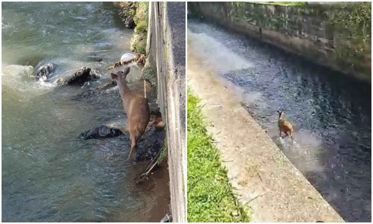 'Bambi mineiro': filhote de veado rouba a cena em cidade mineira - CBMMG/Divulgação