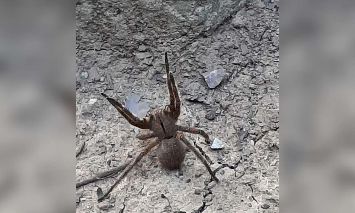 Uma das aranhas mais perigosas do mundo é encontrada em ponto turístico - Reprodução/_brigadaflorestal/Instagram