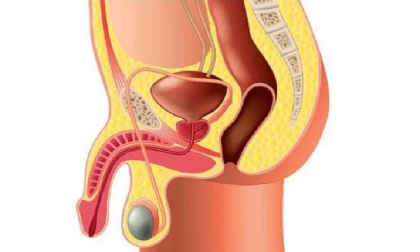 Estudo indica que COVID-19 pode infectar pênis, próstata e testículo - Reprodução