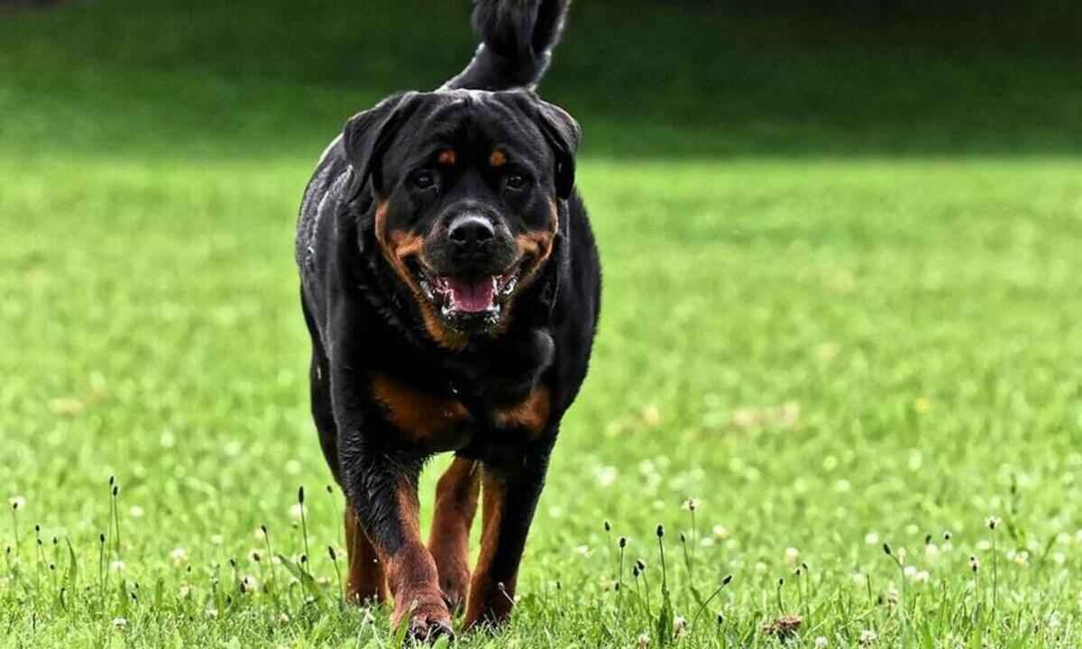 Moradora de BH será indenizada após morte de cão atacado por rottweiller - Foto Ilustrativa/reprodução