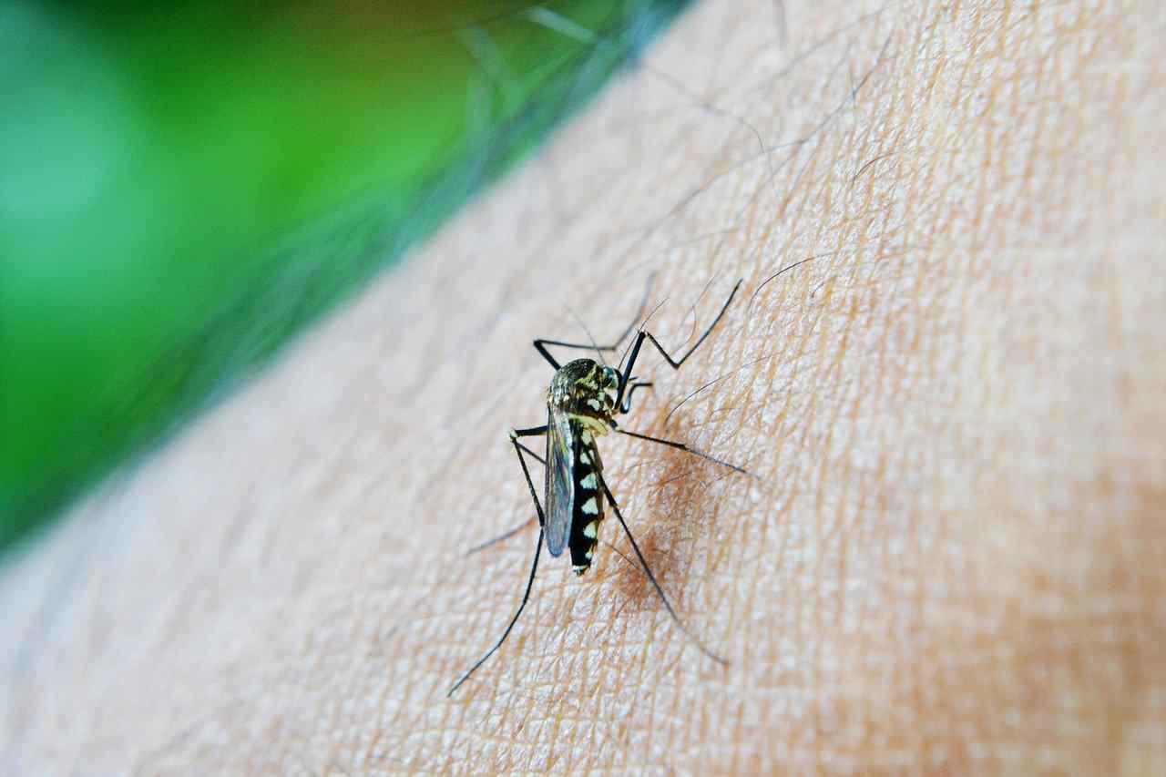 Aedes aegypti: especialista alerta para casos de arboviroses 
