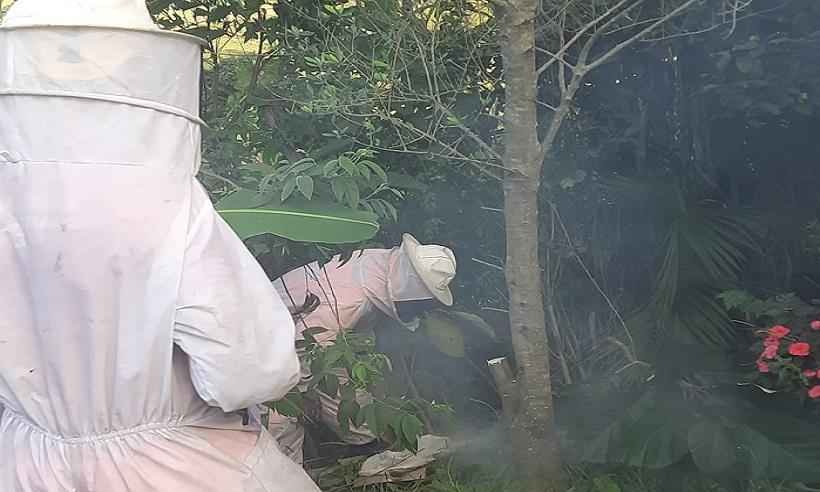 Cinco pessoas ficam feridas em ataque de abelhas em Poços de Caldas - CBMMG/DIVULGAÇÃO