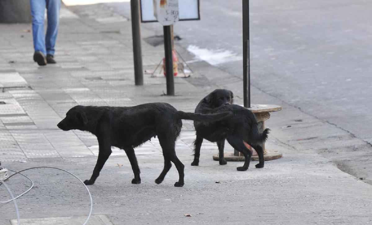 Projeto que prevê socorro a animais atropelados pode ir à votação na Câmara - Jair Amaral/EM/D.A Press