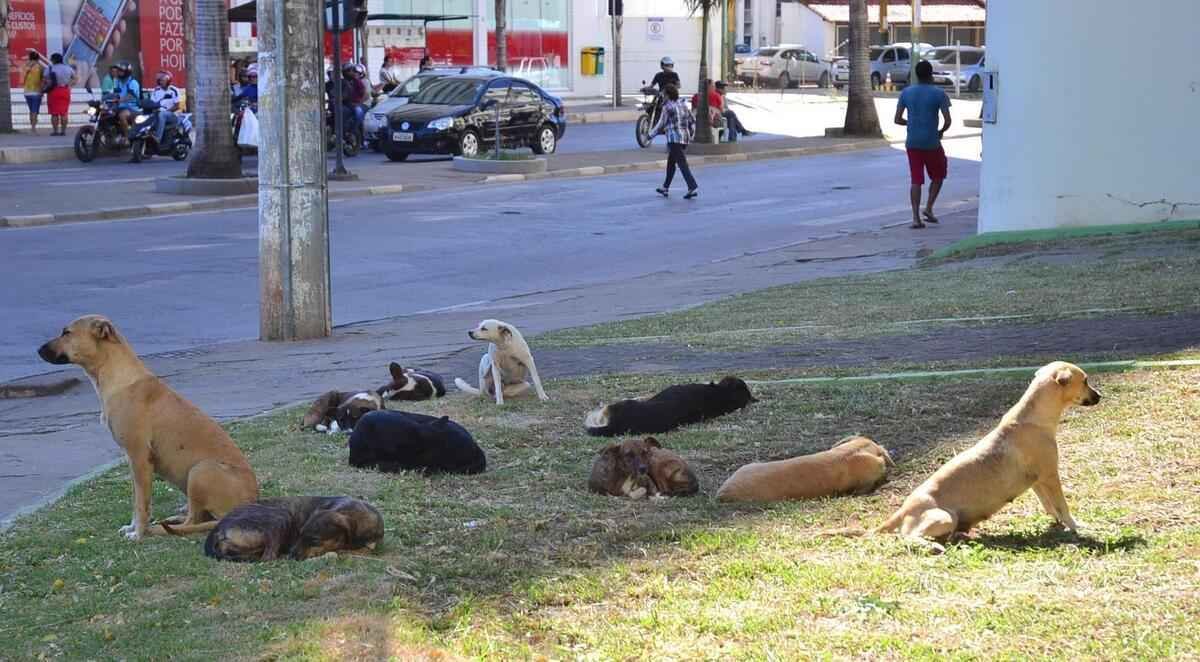 Montes Claros terá centro municipal de castração de cães e gatos - Fabio Marçal/Divulgação