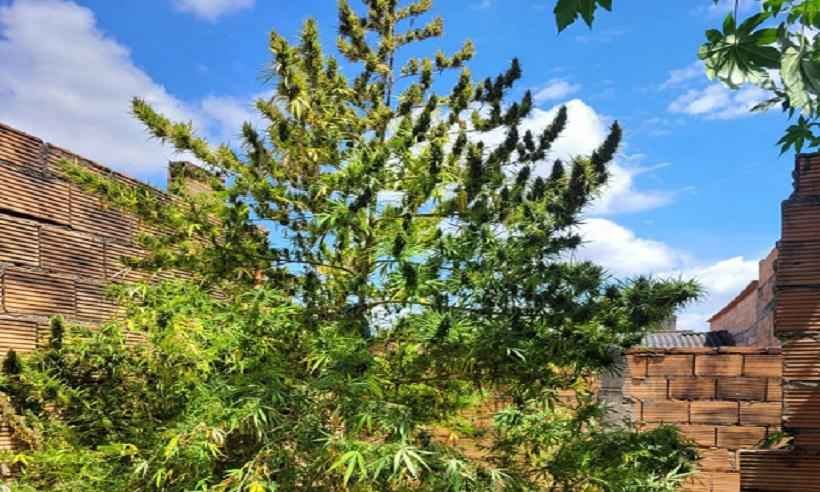 Polícia prende homem que cultivava pé de maconha de 3 metros em casa - PMMG/Divulgação