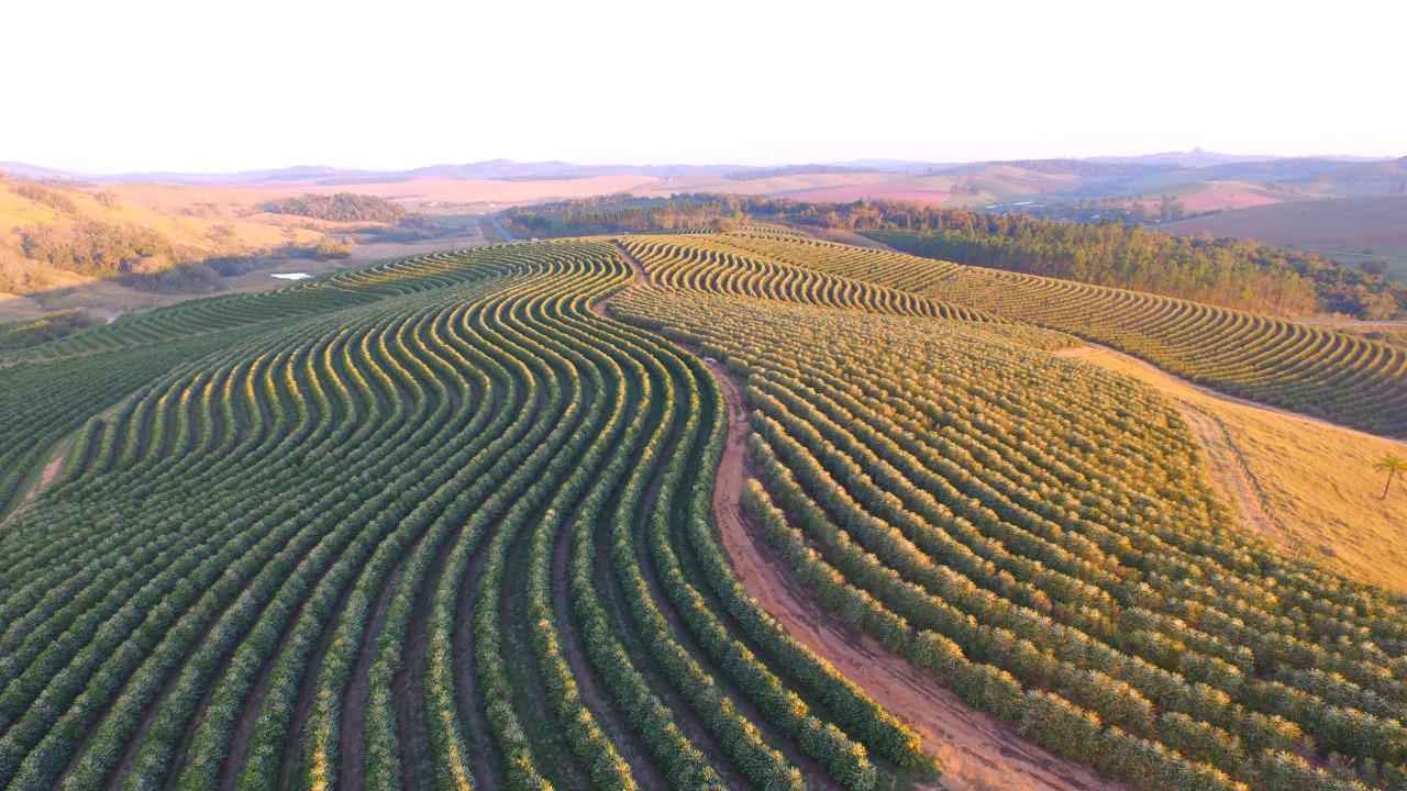 Após geadas, maior cooperativa de café do país mostra sinais de recuperação - Acervo Cooxupé