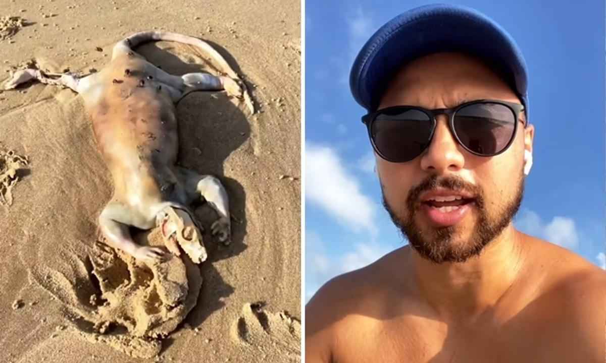 Criatura 'alienígena' é encontrada em praia na Austrália - Reprodução/Instagram