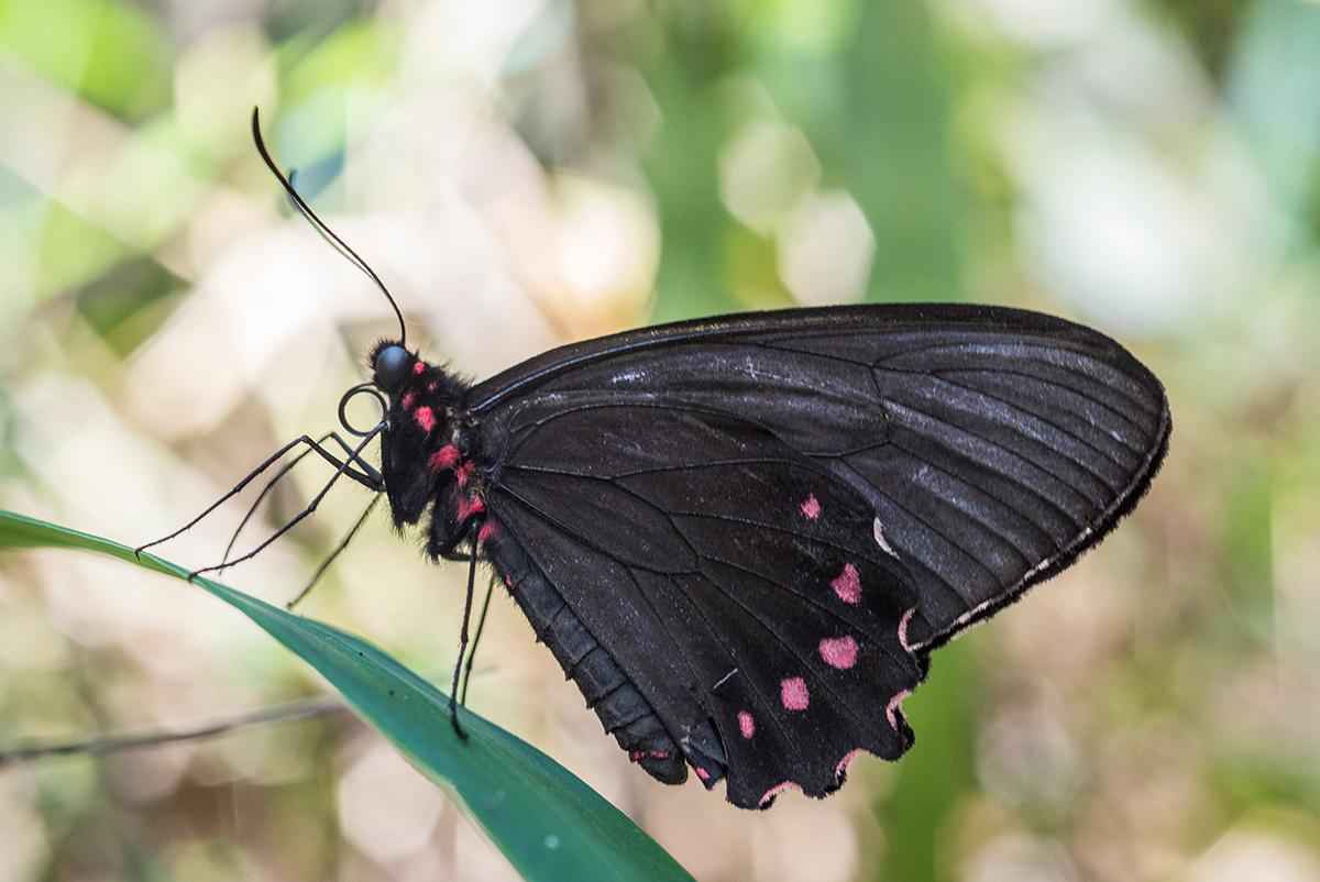 Desaparecida há 10 anos, borboleta ameaçada é vista em Brumadinho - Divulgação/Vale