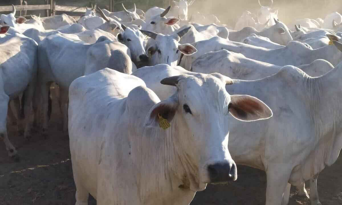 Cabeças de gado furtadas no Sul de Minas são recuperadas no Espírito Santo - PCMG/Divulgação